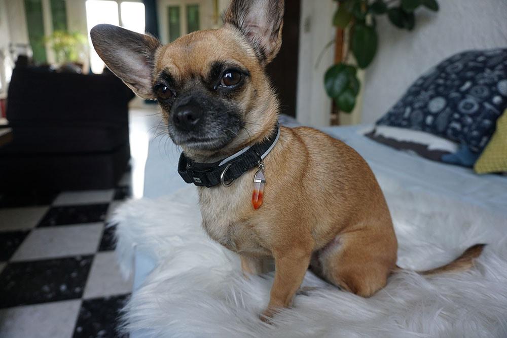 Pierre naturelle pour animaux